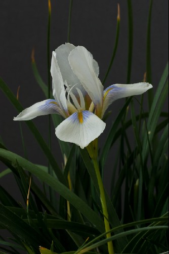 Iris unguicularis 'J&fk1024 Peloponnese snow'